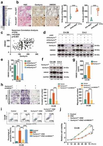 Figure 3. HMGB1 is indispensable for gankyrin-induced cell migration, invasion, and ADT resistance in prostate cancer. (a), RNA-seq was performed, and a heatmap revealing the markedly differentially expressed genes in C4-2B cells without or with gankyrin knockdown are presented. (b), Representative images and statistical analysis of gankyrin and HMGB1 expression in pre-ADT and post-ADT prostate cancer samples (scale bar = 50 μm). (c), Spearman correlation analysis of gankyrin and HMGB1 in prostate cancer samples. (d), Western blotting assay of gankyrin and HMGB1 expression in control (shNC) and gankyrin-knockdown (shgankyrin) C4-2B or C4-2 cells. (e), Quantification of HMGB1 protein in culture media of control and gankyrin-knockdown C4-2B cells by ELISA. (f), Western blotting assay of gankyrin and HMGB1 protein expression in gankyrin-overexpressing (GankyrinOE) or control C4-2B and C4-2 cells. (g), Quantification of HMGB1 protein in culture media of control and gankyrin-overexpressing C4-2B cells by ELISA. (h), Representative micrographs and quantification of the invasion and migration abilities of C4-2B cells and gankyrin-overexpressing C4-2B without or with HMGB1 knockdown (shHMGB1) (scale bar = 100 μm). (i-j), Apoptosis (i) and cell viability (j) analyses were performed in naïve C4-2B cells, enzalutamide-treated C4-2B cells, and enzalutamide-treated gankyrin-overexpressing C4-2B cells without or with HMGB1 knockdown (*p < .05, **p < .01 and ***p < .001).