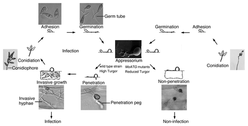 Figure 1. Life cycle of Magnaporthe oryzae. Conidia germinate and develop a specialized infection structure, the appressorium. The structure produces a penetration peg, which will lead to invasive growth in and between host cells. This infection cycle is destroyed in the autophagy-blocked mutants.