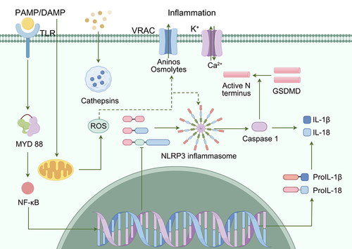 Figure 5 Schematic diagram of NLRP3 inflammasome signaling pathway.