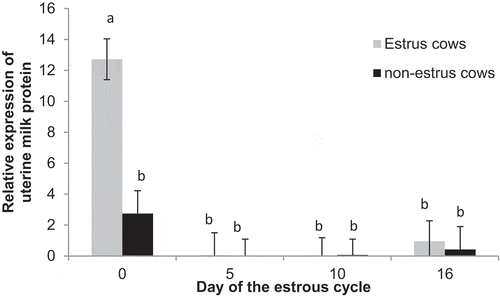 Figure 10. Relative expression of uterine milk protein (SERPINA14) on Days 0, 5, 10, and 16 of the estrous cycle for cows in the estrus and non-estrus groups. Bars having different superscripts are different (abP < 0.01).