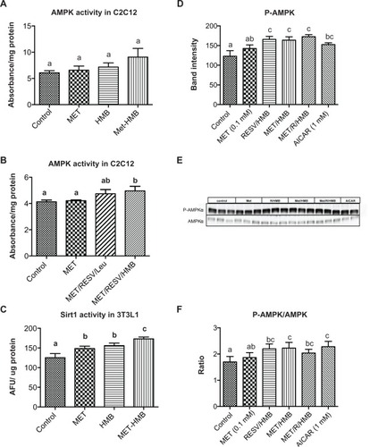 Figure 2 Synergistic effects of metformin and resveratrol-HMB on AMPK and Sirt1 activity in C2C12 muscle cells and 3T3L1 adipocytes. Differentiated muscle cells and adipocytes were treated with the treatments indicated. (A and B) AMPK activity in C2C12 cell lysates. (C) Sirt1 activity in 3T3L1 cell lysates. (D) Quantitative band analysis of AMPK phosphorylation in 3T3L1 adipocytes. (E) Western blots of AMPK in 3T3L1 cell lysates using anti-phospho-AMPK-α (Thr172) and anti-AMPKα antibodies. AICAR was used as a positive control. (F) P-AMPK/AMPK ratio in 3T3L1 adipocytes.