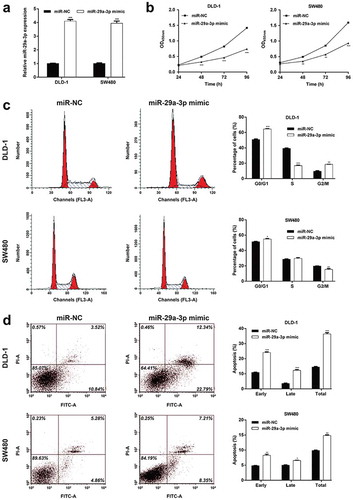 Figure 2. MiR-29a-3p regulated CRC proliferation, cell cycle progression and apoptosis.(a) Relative expression levels of miR-29a-3p were measured by quantitative reverse transcription PCR in DLD-1 and SW480 cells transfected with miR-29a-3p mimic or miR-NC. (b) Cell proliferation was analyzed via a CCK-8 assay. (c) Flow-cytometric determination of the proportion of cells in each cell cycle phase in DLD-1 and SW480 cells transfected with miR-29a-3p mimic or miR-NC. (d) The percentages of apoptosis cells were measured by flow cytometry in DLD-1 and SW480 cells transfected with miR-29a-3p mimic or miR-NC. *p < 0.05, **p < 0.01, ***p < 0.001 vs. miR-NC