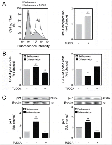 Figure 2. TUDCA modulation of cell cycle and proliferation of NSCs. NSCs were expanded, induced to differentiate in the presence or absence of TUDCA, and then collected for flow cytometry and immunoblotting, as described in Materials and Methods. (A) Representative histogram of BrdU incorporation by flow cytometry (left) and quantification data (right) in self-renewal conditions, 24 h after cell treatments. (B) Representative quantification data of G0-G1 and S/G2-M phase cells in self-renewal or at 24 h of differentiation. (C) Representative immunoblots of p21 (top left) and p27 (top right) in total extracts and respective quantification data (bottom right or left), in self-renewal or at 6 h of differentiation. Results were normalized to endogenous β-actin protein levels, and are expressed as mean ± SEM fold-change for at least 3 different experiments. *P < 0.01 from undifferentiated cells; ‡P < 0.01 from cells treated with TUDCA alone.