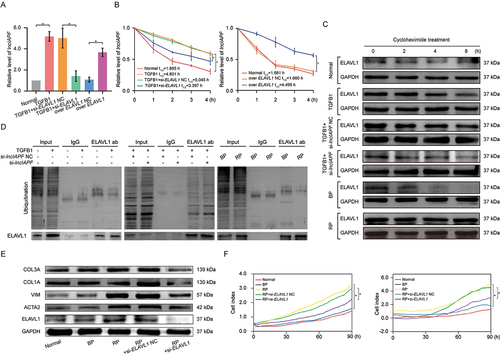 Figure 4. Effect of lncIAPF on fibrosis depends on ELAVL1. (A) qRT-PCR results showed that lncIAPF expression was increased by ELAVL1 overexpression and reduced by ELAVL1 knockdown. (B) Half-life of lncIAPF analysis unveiled that lncIAPF stability was enhanced by ELAVL1 overexpression and reduced by ELAVL1 knockdown. (C) Stability testing uncovered that ELAVL1 stability was promoted by lncIAPF overexpression and decreased by lncIAPF knockdown. Half-life of each group was 5.96, 20.84, 18.99, 6.10, 6.63, 22.59 h in normal, TGFB1, TGFB1+ si-lncIAPF NC, TGFB1+ si-lncIAPF, BP and RP group, respectively. (D) Ubiquitination experiments revealed ELAVL1 ubiquitination was reduced by lncIAPF overexpression and enhanced by lncIAPF knockdown. (E) Rescue experiments elucidated that lncIAPF overexpression enhanced the expression of fibrotic proteins including ACTA2, VIM, and COL1A and COL3A. Interference of ELAVL1 blocked these proteins’ expression. (F) Rescue experiments manifested that lncIAPF overexpression promoted the myofibroblast proliferation and migration. Interference of ELAVL1 expression caused their expression trends to be reversed. Each bar represents the mean ± SD; n = 6; *p < 0.05.