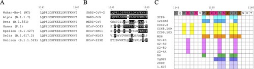 Figure 2. An immunodominant S2 peptide recognized by various S2 stem helix-specific antibodies. (A) Sequence alignment of the S2 stem helix regions (S1141-1160) of SARS-CoV-2 VOCs, including Wuhan-Hu-1, Alpha, Beta, Gamma, Epsilon, Delta, and Omicron strains. (B) Sequence alignment of the S2 stem helix regions of SARS-CoV-2, SARS-CoV, MERS-CoV, HCoV-OC43, HCoV-HKU1, HCoV-NL63, and HCoV-229E. S1141-1160 is shown as SARS-CoV-2 numbering. Residues identical to the sequence of SARS-CoV-2 S2 stem helix are marked with black backgrounds. (C) The key binding epitopes of the S2 stem helix-specific antibodies. Hydrophobic, negatively charged, and positively charged residues of S1141-1160 are coloured in grey, magenta, and brown, respectively. Residues recognized by S2P6 and 1249A8 that broadly neutralize SARS-CoV-2, SARS-CoV, and MERS-CoV are coloured in cyan and marine blue, respectively. Residues recognized by CC40.8, CC68.109, and CC99.103 that neutralize SARS-CoV-2 and SARS-CoV but not MERS-CoV are coloured yellow. Residues recognized by WS6 that neutralizes SARS-CoV-2 and SARS-CoV but not MERS-CoV are coloured in orange. Residues E1144, F1148, L1152, and F1156 recognized by S2-4D, S2-5D, S2-8D, and S2-4A that neutralize SARS-CoV-2 are coloured in pink. Residues recognized by B6, IgG22, 1.6C7, and 28D9 that only neutralize MERS-CoV but not SARS-CoV-2 are coloured in green, purple, and light purple, respectively.