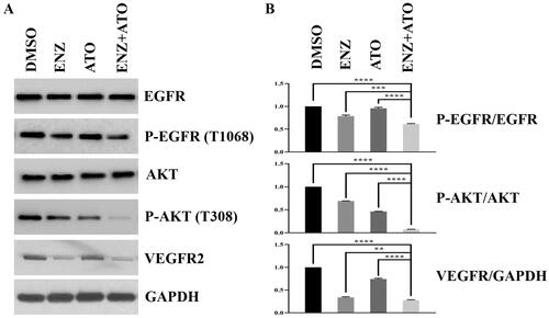 Figure 4. The combination of ENZ and ATO repressed angiogenic activity of C4-2B cells. A-B. The expression levels of angiogenesis-related genes were calculated by WB analysis. ****p < 0.0001, ***p < 0.001, **p < 0.01.