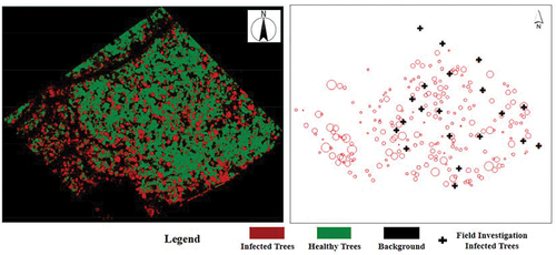 Figure 10. Classification results and infected tree crown delineation maps based on the MSI&Tir dataset.
