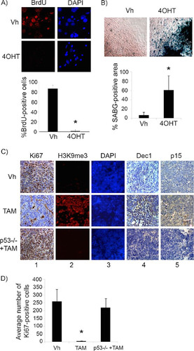 FIG 2 p53 restoration induces senescence in premalignant cyclin D1-expressing pineal cells. (A and B) Shown are representative staining for BrdU along with the corresponding DAPI nuclear stain (A) and senescence-associated beta-galactosidase (SABG) staining (B) in Irbp-CyclinD1, p53ERTAMKi/− pineal cells explanted at P10 and treated for 7 days with either vehicle (Vh) or 4OHT to restore p53, as indicated. The bottom panels show percent BrdU-positive cells (A) and SABG-positive area (measured in pixel density, as explained in Materials and Methods) (B) under each condition, as indicated. Each point represents the means from 3 independent experiments. (C) Representative immunostaining for the indicated proteins in pineal gland sections from Irbp-Cyclin D1, p53ER(TAM)Ki/− mice treated for 10 days (P60 to P70) with Vh or tamoxifen (TAM) and, as controls, Irbp-Cyclin D1, p53−/− mice treated with TAM (p53−/− + TAM). (D) Number of Ki67-positive cells per field under each condition shown in panel C as indicated. Each point represents the means using at least 4 pineal glands. Bars represent standard deviations, and asterisks denote a statistically significant difference (P < 0.05).