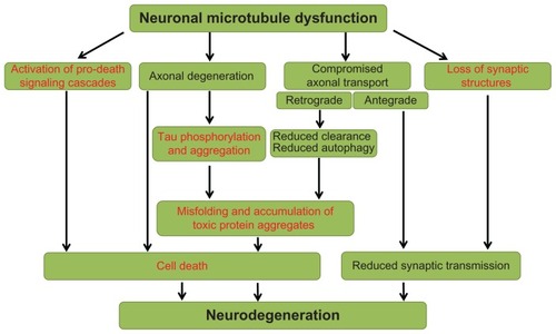 Figure 1 Overview of neuronal microtubule dysfunction pathways leading to neurodegeneration.