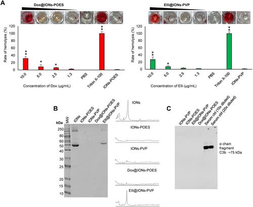 Figure 6 Examination of in vitro biocompatibility of Dox@IONs-POES and Elli@IONs-PVP. (A) Hemolysis of Dox@IONs-POES and Elli@IONs-PVP assayed on human RBCs. PBS (pH 7.4) and 0.1% Triton X-100 were utilized as negative and positive controls, respectively. Amount of tested IONs-POES and IONs-PVP without tethered Dox and Elli is adequate to the highest amount of IONs in Dox@IONs-POES and Elli@IONs-PVP treatments. Upper images depict representative photographs of tested samples. The values are expressed as the mean of three independent replicates (n=3). Vertical bars indicate + and −errors. *P<0.05, **P<0.01 related to the IONs-POES and IONs-PVP without tethered topo II poisons. (B) Protein corona patterns obtained after 30 mins incubation of annotated formulations with human plasma followed by extensive washing, elution, and loading onto 12% SDS-PAGE. As a control, human plasma (1,000× diluted) was loaded to the first lane. Figures on the right side show protein coronas quantified by densitometric analysis. (C) Immunoblot of C3b binding from human serum from male AB clotted whole blood.