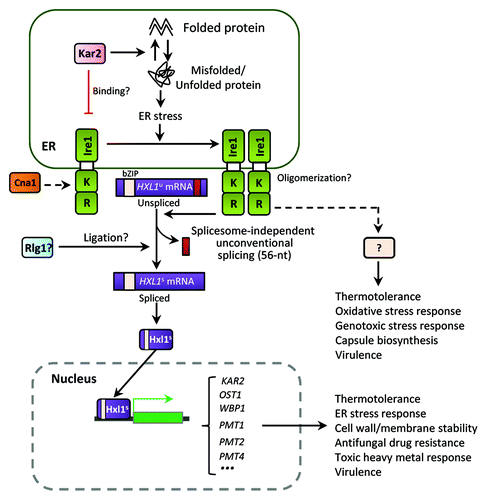 Figure 3. The ER stress response and UPR pathways in C. neoformans. The Cryptococcus UPR pathway consists of the Ire1 kinase, a bZIP transcription factor Hxl1, and their target genes. Upon ER stress, the spliceosome-independent unconventional splicing event in HXL1 mRNA occurs. Activated Hxl1 translocates to the nucleus and induces the expression of UPR target genes such as KAR2, which encodes an ER-resident molecular chaperone. The UPR pathway plays Ire1/Hxl1-dependent roles in ER stress response, antifungal drug resistance, and virulence. However, Ire1 also appears to have Hxl1-independent functions. Crosstalk between the UPR and calcineurin pathways via Cna1 is also indicated in Cryptococcus. Black arrows represent positive regulation or activation whereas red barred lines indicate negative regulation or repression. Dotted arrows indicate potential or unclear regulation.