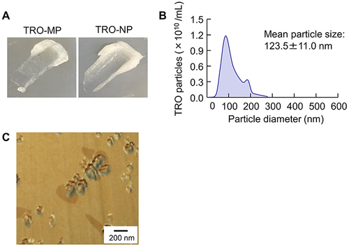 Figure 3 Condition of TRO in gels. (A) Photographs of TRO-MP and TRO-NP gels. (B) Particle size distribution and (C) SPM images of TRO-MP and TRO-NP gels. The particle size of TRO in the TRO-NP gel is in the range of 50–280 nm.