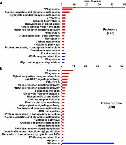 Figure 5. KEGG pathway analysis. (a) KEGG pathway analysis of the dysregulated DEPs from quantitative proteomics. (b) KEGG pathway analysis of the dysregulated DEGs from transcriptomic. The red and blue represent up-regulated and down-regulated genes, respectively. The asterisk represents pathways in which both dysregulated DEPs and DEGs are enriched.