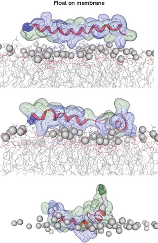 Figure 4. Snapshots of VP1-N and FP1–33 positioned with the helix axis parallel to the membrane surface named ‘floating on membrane’ (A). Snapshots of the peptides floating on the membrane at different rotations: VP1-N (B) and FP1–33 (C). For both peptides the left panel represents the conformation at 0 ns, the right panel the conformation after 10 ns, both peptides half (D) and fully inserted (E). The protein backbones are shown in red, the side chains in stick modus and transparent van der Waals spheres. Each panel shows VP1-N at 0 ns (top) and 10 ns (middle), as well as FP1–33 at 10 ns (bottom). VP1-N-Gly-1 and fusion-peptide-Ala-1 are shown in blue and green, respectively, van der Waals spheres. Boundaries of the lipid bilayer are represented by the phosphorous atoms of the lipid head groups (grey spheres). Graphics are generated using MOE.