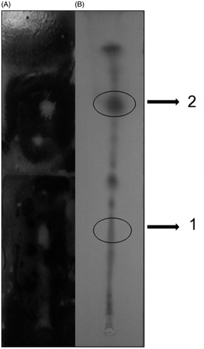 Figure 1. Bioautography technique and thin layer chromatography (TLC): 2 μL H.F. and solvent system (hexane and ethyl acetate, 75:25). (A) Bioautography and (B) TLC.