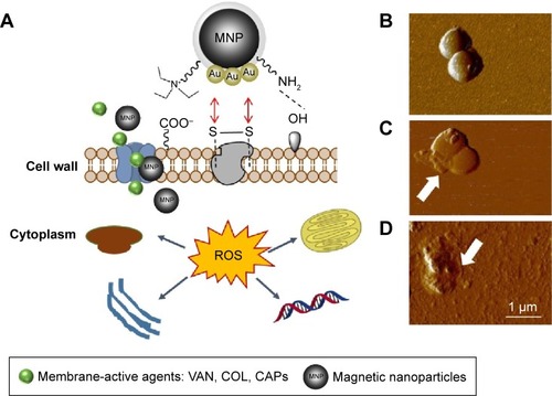 Figure 4 Proposed mechanism of action involving combination of core–shell MNPs with antibacterial agents.Notes: Core–shell MNPs might interact with compounds of bacteria cell wall and enhance membrane-active agents (VAN, COL, CAPs) insertion and/or uptake. After internalization, MNPs exert oxidative stress causing organelle damage. (A) Potential mechanism of action. Atomic force microscopy topography of untreated (B), treated with 10 μg/mL CSA-13 (C) or 10 μg/mL CSA-13 + MNP@NH2 (D) Staphylococcus aureus MRSA Xen 30. Membrane destruction and leakage of the intracellular contents were more pronounced when combined treatment was administrated.Abbreviations: MNP, magnetic nanoparticle; VAN, vancomycin; COL, colistin; CAPs, cationic antimicrobial peptides; CSA, cationic steroid antibiotic; MRSA, methicillin-resistant S. aureus; ROS, reactive oxygen species; S. aureus, Staphylococcus aureus.