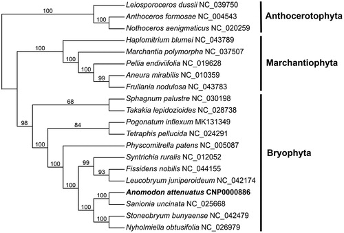 Figure 1. The maximum likelihood tree of Anomodon attenuatus and other 19 acessions of bryopyhte that downloaded from the Genbank and Anthocerotophyta as the outgroup. The numbers above the branches indicate the bootstrap support values. Anomodon attenuatus is in bold.