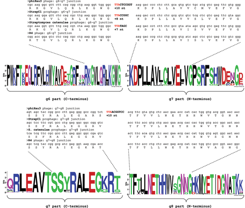 Figure 5. The location of the g6-g7 (top) and g7-g8 (bottom) UUA-containing regions relative to the amino acid sequence of the terminase protein. The sequence logos were generated from the alignment of the 85 terminase proteins from various Streptomyces phages. The terminase gene from φ Hau3 phage contains two UUA and 3’ flanking sequence inserts, while the genes from two prophages included one UUA-chunk only (between the “g6” and “g7” parts). The R4 phage terminase did not contain UUA codons and was shown for comparison purposes only.