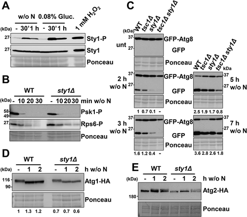 Figure 5. The MAP kinase Sty1 does not regulate TORC1-dependent growth promotion functions, nor affects phosphorylation levels of Atg1 and Atg2, but positively regulates autophagy. (A) Sty1 is phosphorylated upon nitrogen or glucose starvation. MM cultures of wild-type strain CC10 were grown and shifted or not from the logarithmic phase (-) to modified MM without nitrogen (w/o N) or with low glucose (0.08%). As a control, logarithmic cultures were treated 10 min with 1 mM H2O2. TCA extracts were analyzed by western blot using anti-phospho-MAPK/p38 (Sty1-P) and anti-Sty1 antibodies. (B) Lack of Sty1 does not impair dephosphorylation of Psk1 and Rsp6 after nitrogen depletion. MM cultures of strains CC10 (WT) and CC13 (sty1Δ) were shifted or not to nitrogen depleted media for 10–30 min and analyzed as in Figure 2A. (C) Synergistic role of TORC1 and MAP kinase pathways on autophagy activation. MM cultures of strains CC10 (WT), CC14 (tsc1Δ), CC13 (sty1Δ) and CC111 (tsc1Δ sty1Δ), all expressing GFP-Atg8, were shifted or not to nitrogen-free medium for 2–7 h, and processed and analyzed as in Figure 2 C. Numbers below the panels represent the amount of cleaved GFP relative to the amount after 2 h without nitrogen in WT (with an assigned value of 1). (D) Lack of Sty1 does not impair dephosphorylation of Atg1 after nitrogen depletion. MM cultures of strains CC99 (WT) and CC110 (sty1Δ), both expressing Atg1-HA, were shifted or not to nitrogen depleted media for 1–2 h and analyzed as in Figure 2A, using anti-HA antibody. Numbers below the panels represent the amount of Atg1 relative to the amount in WT under physiological conditions (-) (with an assigned value of 1). (E) Lack of Sty1 does not impair phosphorylation of Atg2 after nitrogen depletion. MM cultures of strains CC122 (WT) and CC123 (sty1Δ), both expressing Atg2-HA, were shifted or not to nitrogen depleted media for 1–2 h and analyzed as in Figure 2A, using anti-HA antibody.