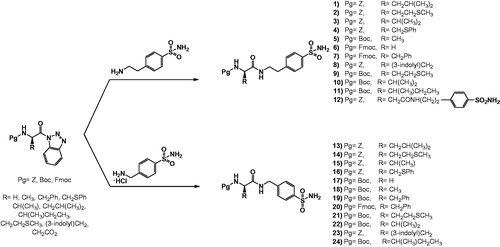 Scheme 1. Synthetic pathways of N-protected peptide-benzimidazole conjugates, 1–24.