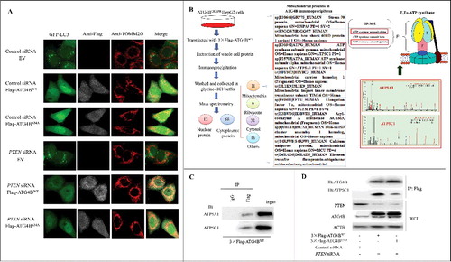 Figure 6. ATG4B is present in one complex with the subunits of the mitochondrial F1Fo-ATP synthase in HCC cells. (A) HepG2 cells stably expressing GFP-LC3 were transfected with the indicated siRNAs and expression plasmids. Then the cells were labeled with the indicated antibodies using immunofluorescence assays and observed under a fluorescence confocal microscope. Representative images are shown (bar: 10 μm). (B) ATG4BCRISPR HepG2 cells were transfected with the 3 × Flag-ATG4BWT expression plasmid. Then the whole cell lysate (WCL) was obtained for immunoprecipitation assays. Subsequently, the ATG4B antibody-precipitated complex was further subjected to mass spectrometry, taking the IgG-precipitated complex as a control. Three independently prepared lysates were used for immunoprecipitation assays. Only the proteins pulled down in all 3 independent IP-MS assays were selected as candidates, and the mitochondrial candidates in the ATG4B antibody-precipitated complex are listed. (C) HepG2 cells were transfected with the 3 × Flag-ATG4BWT expression plasmid, and then the cell lysates were subjected to immunoprecipitation assays. (D) ATG4BCRISPR HepG2 cells were transfected with the 3 × Flag-ATG4BWT expression plasmid. Then the cell lysates were obtained for immunoprecipitation and immunoblotting assays. 3 × Flag-ATG4BS34A, 3 × Flag-tagged mutant ATG4B expression plasmid (in which Ser34 of ATG4B was mutated to Ala); Flag-ATG4BWT, Flag-ATG4BS34A and 3 × Flag-ATG4BWT were the corresponding expression plasmids as described in Figure 1.