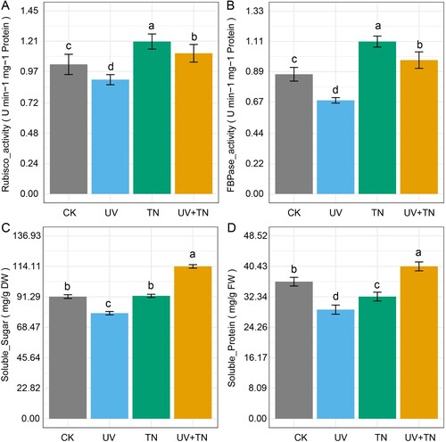 Figure 4. The individual and combined effects of TiO2 NPs and UV-B irradiation on important biochemical parameters including (A) Ribulose-1,5-bisphosphate carboxylase/oxygenase (Rubisco), (B) fructose-1,6-bisphosphatase (FBPase), (C) soluble sugar, and (D) soluble protein in rice plants. The values represented are the means ± SE (n = 8), and significant differences between the means were calculated at p ≤ 0.05 using Duncan’s multiple range test.