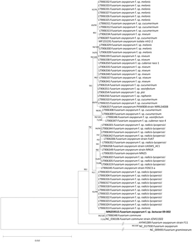 Figure 1. Neighbor joining and maximumlikelihood phylogenetic trees (bootstrap repeat is 10,000 and 1,000, respectively) of 64 Fusarium mitochondrial genomes: F. oxysporum f. sp. lactucae (MN259515 in this study), F. oxysporum (NC_017930, AY874423, AY945289, MF155191, LT906306, LT906349, LT906355, LT906358, LT906357, and LT906345), F. oxysporum f. sp. melonis (LT906328, LT906329, LT906330, LT906325, LT906326, LT906327, LT906331, LT906332, LT906333, and LT906353), F. oxysporum f. sp. pisi (LT906354), F. oxysporum f. sp. vasinfectum (LT906351), F. oxysporum f. sp. raphanin (LT906356), F. oxysporum f. sp. cubense race 1 (LT906350), F. oxysporum f. sp. cubense race 4 (LT906347), F. oxysporum f. sp. niveum (LT906334, LT906338, LT906335, LT906336, LT906340, LT906341, LT906339, and LT906337), F. oxysporum f. sp. cucumerinum (LT906315, LT906314, LT906310, LT906307, LT906308, LT906309, LT906311, LT906312, and LT906313), F. oxysporum f. sp. radicis-lycopersici (LT906352, LT906342, LT906343, LT906344, LT906302, LT906305, LT906319, LT906301, LT906303, LT906304, LT906316, LT906317, LT906318, LT906320, LT906321, LT906322, LT906323, and LT906324), F. oxysporum f. sp. vasinfectum (LT906346), F. commune (LT906348 and NC_036106), and F. graminearum (NC_009493) as an outgroup. Phylogenetic tree was drawn based on neighborjoining tree. Numbers on branches indicate bootstrap values of neighbor joining and maximum likelihood phylogenetic trees, respectively.