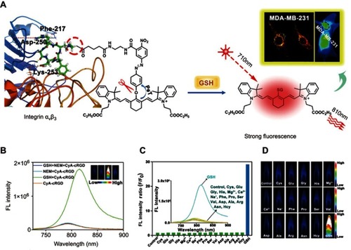 Figure 4 (A) Proposed glutathione (GSH)-mediated activation mechanism of CyA-cRGD probe. (B) Fluorescence spectra of CyA-cRGD probe with and without NEM or GSH. (C) Relative fluorescence (FL) intensity ratios of CyA-cRGD in the presence of different amino acids or metal ions. (D) Fluorescence images of CyA-cRGD in the presence of different amino acids and metal ions detected by the near-infrared (NIR) fluorescence imaging system. Figures A to D reprinted with permission from Yuan Z, Gui L, Zheng J, et al. GSH-activated light-up near-infrared fluorescent probe with high affinity to αvβ3 integrin for precise early tumor identification. ACS Appl Mater Interfaces. 2018;10(37):30994–31007.Citation63 Copyright © 2018, American Chemical Society.Abbreviations: CYA, cyanine; RGD, a tumor-targeting unit; GSH, glutathione.