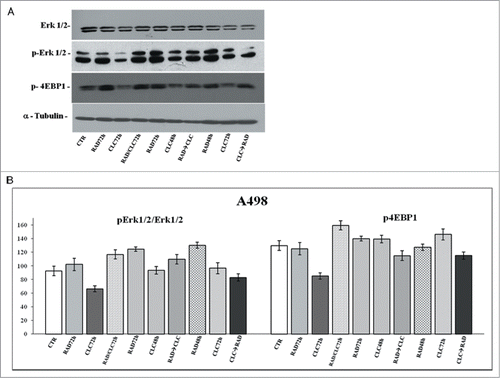 Figure 8. Evaluation of pathways involved in the regulation of proliferation and survival. (A) A498 were treated with RAD and/or CLC alone or in combination. Thereafter, both the activity and the expression of the different proteins were evaluated after western blotting assay with specific antibodies, as described in “Materials and Methods.” Expression of the house-keeping protein α-tubulin was used as loading control. (B) Representation of the intensities of the bands associated to the different proteins normalized for the expression of the total proteins. The intensities of the bands were expressed as arbitrary units when compared to those of the untreated cells. The figure is representative of 3 different experiments that always gave similar results.