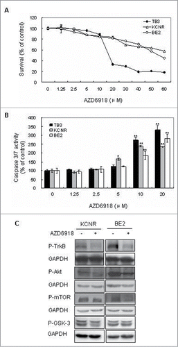 Figure 1. Effect of AZD6918 on NB cell survival in vitro. TB3, BE2 and KCNR cells were treated with different concentrations of AZD6918 for 24 hours and MTS assay was used to detect cell survival (A), or treated for 16 hours and caspase 3/7 activity was detected (B). *P < 0.05, **P < 0.01, compared to the control in each cell line. (C):KCNR, BE2 cells were treated with AZD6918 at concentration of 2.5 μM for 2 hours, then NB cells were harvested and total protein was extracted for the evaluation of P-TrkB, P-Akt, P-mTOR and P-GSK-3. GAPDH was used as control.