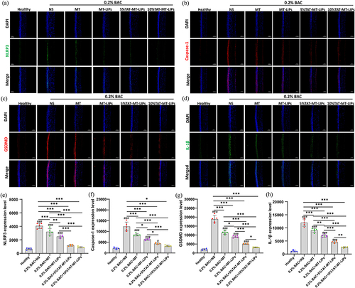 Figure 8 Histological analysis of the corneas. (a-d), Representative images of NLRP3, Caspase-1, GSDMD, and IL-1β immunofluorescence staining. (e-h), Quantitative analysis of expression level of NLRP3, Caspase-1, GSDMD, and IL-1β. Data are mean ± SD. Significance was assessed using one-way ANOVA. *p<0.05, **p<0.01, ***p<0.001; #p<0.05, ###p<0.001 Compares to the healthy control.