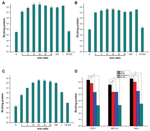 Figure 8 Transfection efficiency of PEI-Et/pGL3-Control complexes at various w/w ratios in serum-free medium in (A) COS-7, (B) BRL-3A, and (C) HeLa cell lines, and (D) transfection efficiency of PEI-Et/pGL3-Control complexes (w/w 20) in serum-containing medium in the three cell lines, in comparison with that of PEI 25 kDa (w/w 2), Lipofectamine 2000 (w/w 1), and PEI 800 Da (w/w 2).Notes: n = 3, error bars represent standard deviation, *P < 0.05, **P < 0.01.Abbreviations: N, naked pDNA; 25k, PEI 25 kDa; L, Lipofectamine 2000; PEI, polyethylenimine; PEI-Et, PEI derivative with ethylene biscarbamate linkage.