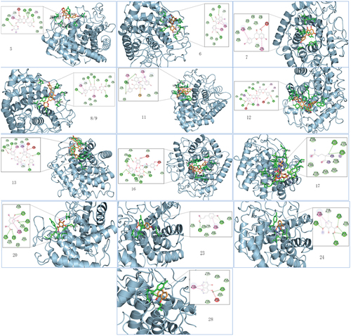 Figure 2. Compound molecular docking and binding 3D diagram. 5;6;7;8;9;11;12;13.16;17;20;23;24;28 denote different compounds docked with α-glucosidase, respec-tively, and the specific compound names are shown in Table 1.