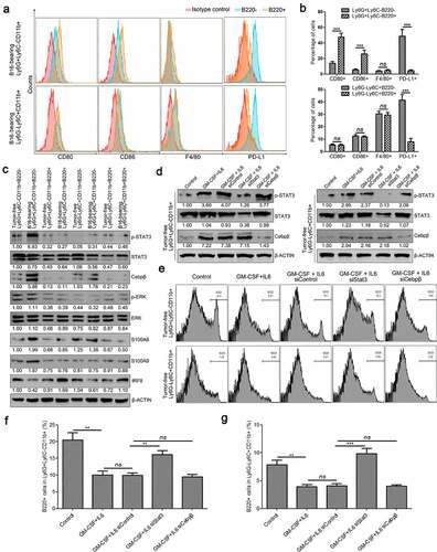 Figure 9. Characterization of B220+/B220− subsets of Ly6G+Ly6C−CD11b+ and Ly6G−Ly6C+CD11b+ cells. (a-b) The expression of CD80, CD86, F4/80, and PD-L1 in Ly6G+Ly6C−CD11b+B220−, Ly6G+Ly6C−CD11b+B220+, Ly6G−Ly6C+CD11b+B220−, and Ly6G−Ly6C+CD11b+B220+ cells from B16 tumor-bearing mice spleens, analyzed by flow cytometry. Representative flow cytometric results are shown in a. Percentage of CD80+, CD86+, F4/80+ and PD-L1+ cells are shown in B. (c) Western blot analysis of p-Stat3, total-Stat3, Cebpβ, p-ERK, ERK, S100A8, S100A9, and IRF8 inLy6G+Ly6C−CD11b+B220−, Ly6G+Ly6C−CD11b+B220+, Ly6G−Ly6C+CD11b+B220−, and Ly6G−Ly6C+CD11b+B220+ cells from tumor-free and B16 tumor-bearing mice spleens. (d) Ly6G+Ly6C−CD11b+ and Ly6G−Ly6C+CD11b+ cells from tumor-free mice spleens were transfected with two distinct siRNAs targeting Stat3 and Cebpβ, respectively, and cultured with GM-CSF (40 ng/ml) and IL-6 (40 ng/ml) for 4 days. The protein levels of p-Stat3, Stat3, and Cebpβ were analyzed by western blot analysis. (e–g) Representative images (e) and statistical analysis results (f and g, n = 3) showing the B220−/B220+ distributions of Ly6G+Ly6C−CD11b+ and Ly6G−Ly6C+CD11b+ cells from tumor-free mice spleens cultured with GM-CSF (40 ng/ml) and IL-6 (40 ng/ml) for 4 days and transfected with control siRNA, Cebpβ siRNA, or Stat3 siRNA. Ratios of protein band intensities (protein/β-actin), with the control sample’s normalized to 1, are shown under bands in western blot analysis. All data are shown as mean ± SEM. ns: Not significant. **p < .01; ***p < .001