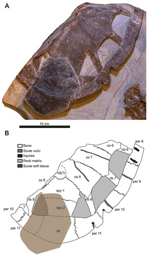 FIGURE 3. DK 807, Pan-Cheloniidae indet., carapace. A, photographic and B, diagrammatic representation of the external surface (hypothetical skeletal element boundaries underneath the scute tissue are denoted by dotted lines). Abbreviations: co, costal; n, neural; per, peripheral; py, pygal; spy, suprapygal.