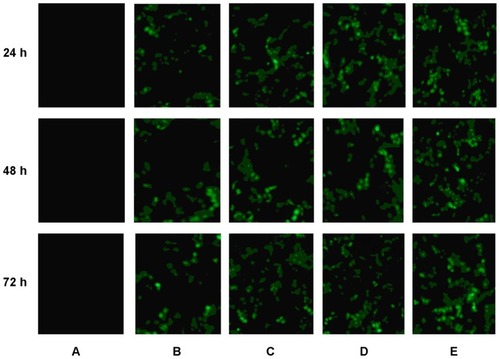 Figure 9 Fluorescent images of (A) naked DNA, (B) non-Dexa-SLNs/pEGFP, (C) unmodified SLNs/pEGFP, (D) Tf-non-Dexa-SLNs/pEGFP, and (E) Tf-SLNs/pEGFP at 24, 48, and 72 hours post-transfection.Abbreviations: Tf, transferrin; SLNs, solid lipid nanoparticles; pEGFP, enhanced green fluorescence protein plasmid; Dexa, dexamethasone.