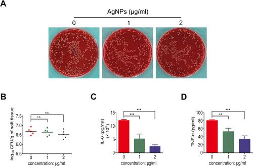 Figure 7 The antimicrobial efficacy of silver nanoparticles (AgNPs) in vivo in Staphylococcus aureus-infected air pouch. (A, B) quantitative results obtained after treatment with different concentrations (0, 1 and 2 μg/mL) of AgNPs and bacteria in vivo. (C, D) Cytokine levels (IL-6 and TNF-α) in lavage fluid extracted from Sprague-Dawley (SD) rats treated with different concentrations (0, 1 and 2 μg/mL) of AgNPs and bacteria. n.s. represents no statistical significance, **p < 0.01, ***p < 0.001.