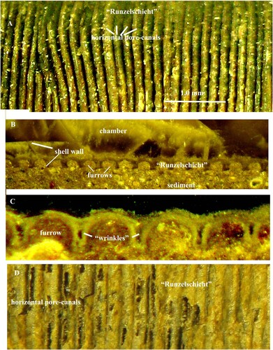 Figure 8. A-D. Carboniferous coleoid Mitorthoceras perfilosum Gordon: A. Shell surface with horizontal pore-canals (“tube-like furrows”). Same specimen as illustrated by Mutvei & Mapes Citation2019, Fig. 1A. B, C. Horizontal pore-canals in longitudinal vertical sections of the shell wall; note that the walls of the adjacent canals form “wrinkle”-like structures. Same specimen as illustrated by Mutvei & Mapes Citation2019, Fig. 3 A, B, C. D. Horizontal pore-canals on the shell surface; note that the canals have thin calcareous walls and empty cavities. Same specimen as illustrated by Mutvei & Mapes Citation2019, Fig. 7C.