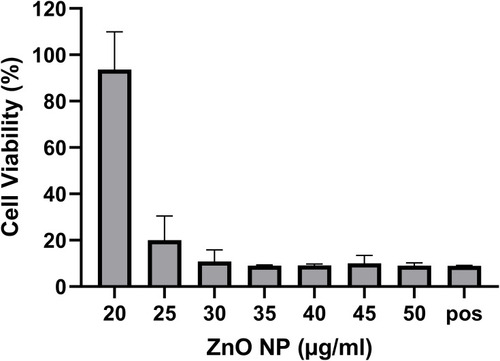 Figure 3 Viability of HUVEC after 24 hr exposure to ZnO NP. The untreated control was defined as 100%. Ten mM tBHP served as positive control (pos). A significant decrease in HUVEC viability was observed in Friedman test.