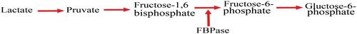 Figure 2 Hepatic gluconeogenesis pathway and site of FBPase inhibitor.