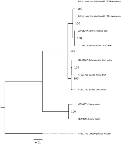 Figure 1. The Maximum-likelihood phylogenetic tree for S. ischchan danilewskii and other Salmonidae species.