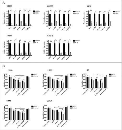 Figure 1. A. The expression of let-7 and miR-34 variants is reduced in lung cancer cell lines. Total RNA from lung cancer cell lines was isolated, and the levels of let-7a, let-7b, miR-34a, miR-34b and miR-34c were determined using quantitative reverse transcription PCR (RT-qPCR). Expression levels are normalized to Rnu6B and plotted relative to the expression levels in a non-cancerous human bronchial epithelial cell line (HBEC3). Plotted: mean ± s.d.; n = 4 ; **P < 0.01, Student's t-test. B. let-7 and miR-34 potentiate the cytotoxic effect of erlotinib. Lung cancer cell lines were transfected with 25 nM of a control miRNA mimic, 25 nM of mimics of let-7b, miR-34a, or a half dose of each let-7b + miR-34a, or left untreated. 48 hours after transfection, the cells were treated with erlotinib at the experimentally determined EC50 for each line (Fig. S1). 72 hours after drug exposure, cell survival was determined via the sulforhodamine-B (SRB) assay. The absorbance measurements for each erlotinib + miRNA mimic treatment were normalized relative to the group treated with erlotinib + control miRNA mimic, while the measurements for the DMSO + miRNA mimic treatments were normalized to the DMSO + control mimic group. Plotted: mean ± s.d.; n = 4 ; *P < 0.05, **P < 0.01, Student's t-test.