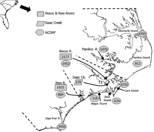 FIGURE 1. Release areas for Southern Flounder tagged in North Carolina waters from three tagging data sets. The numbers in the shaded shapes reflect the total number of fish tagged and released in the Neuse and New rivers (2005–2006), by the North Carolina Division of Marine Fisheries (NCDMF; 1980–1982, 1988–1995), and in Isaac Creek (2003–2005). The dashed lines delineate northern, central, and southern North Carolina waters.