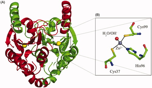 Figure 1. (A) TvaCA1 dimeric structure, with the two monomers shown in green and red, respectivelyCitation10. (B) Active site of the enzyme, with the zinc ion (gray sphere) coordinated by two Cys, one His and one water molecule/hydroxide ion (shown in red). Residues numbering as described by Urbański et al.Citation10.