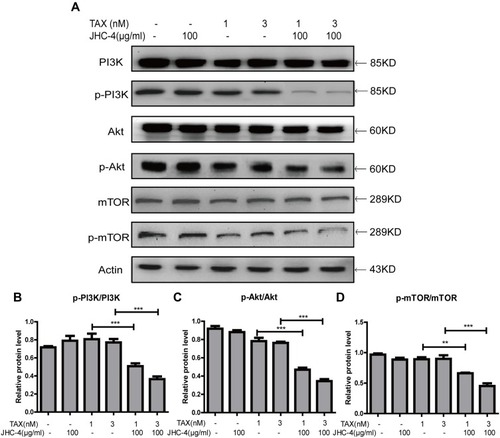 Figure 7 The PI3K/Akt/mTOR signaling pathway was inhibited by treatment with JHC-4 and TAX. (A) The expression of PI3K/Akt/mTOR related proteins was checked by Western blot, after different treatments for 48 hrs. (B) The statistical result of PI3K/Akt/mTOR related proteins after different treatments. The data are expressed as the mean ± S.D. of three independent experiments. *Indicates a significant difference from control by Student’s t-test analysis. **P<0.01, ***P<0.001.