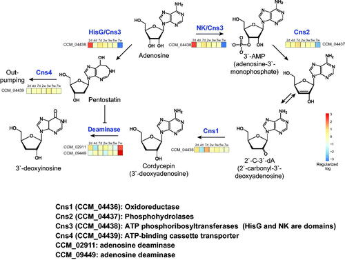 Figure 4. Cordycepin biosynthetic pathways. The putative pathway is based on the study by Xia et al. [Citation14]. The heatmap was generated from the regularized-logarithm data after subtraction of the mean expression for each gene. Cns1 (CCM_04436): oxidoreductase, Cns2 (CCM_04437): phosphohydrolases, Cns3 (CCM_04438): ATP phosphoribosyltransferases (HisG and NK are domain names), Cns4 (CCM_04439): ATP-binding cassette transporter, CCM_02911: adenosine deaminase, CCM_09449: adenosine deaminase.