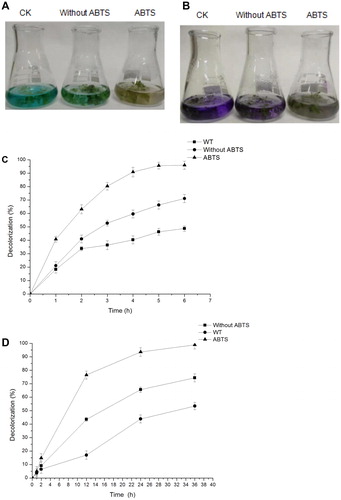 Figure 5. Analysis of decolorization by the hydroponic system. (A) Decolorization effect of WT and transgenic A. thaliana growing in liquid medium containing MG (0.05 mmol L−1,) for 6 h. (B) Decolorization effect of WT and transgenic A. thaliana growing in liquid medium containing CV (0.017 mmol L−1,) for 36 h. (C) Rate of MG decolorization by transgenic A. thaliana. Reaction incubation at 28 °C for 6 h. (D) Rate of CV decolorization by transgenic A. thaliana. Reaction incubation at 28 °C for 36 h.