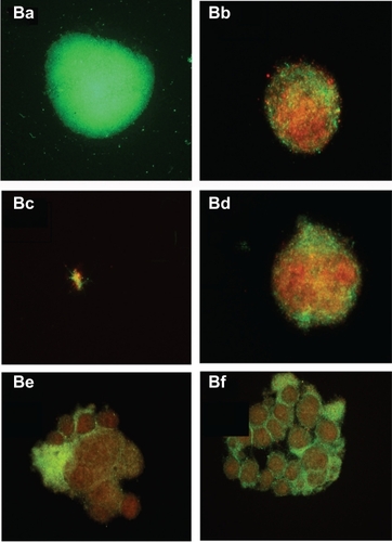 Figure 4B Evaluation of biofilm-like colonies of B. burgdorferi. Qualitative analysis of biofilm-like colonies of strain B31 measured by fluorescent microscopy using SYTO®9 green-fluorescent stain (live organisms) and propidium iodide red-fluorescent stain (dead organisms): (Ba) Control; (Bb) Doxycycline; (Bc) Tinidazole; (Bd) Tigecycline; (Be) Metronidazole; (Bf) Amoxicillin.Note: All images taken at 40× magnification.