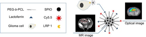 Figure 10 Illustration of the multiple functions of Cy5.5-Lf-SPIO micelles.Abbreviations: Lf, lactoferrin; SPIO, superparamagnetic iron oxide; PEG-b-PCL, polyethylene glycol-block-polycaprolactone; MR, magnetic resonance.