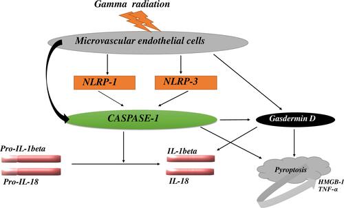 Figure 7 Schematic representation of Nod-like receptor (NLR) of NLRP1/NLRP3 inflammasome in microvascular endothelial cells.